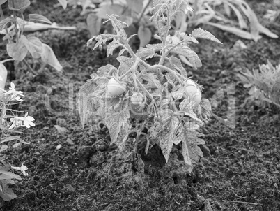 Tomato plant with green tomatoes in black and white