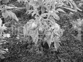 Tomato plant with green tomatoes in black and white