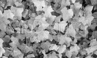 Ivy Hedera plant in black and white