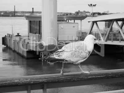 Seagull bird animal