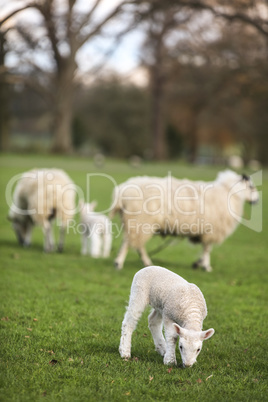 Sheep and Spring Baby Lambs in A Field