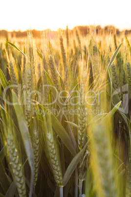 Wheat Farm Field at Golden Sunset or Sunrise