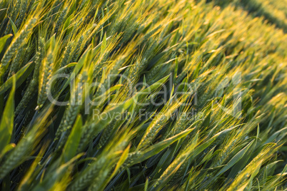 Wheat Farm Field at Golden Sunset or Sunrise