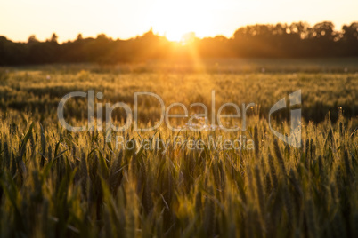 Wheat Farm Field at Golden Sunset or Sunrise