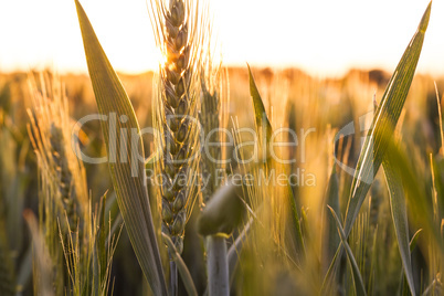 Wheat Farm Field at Golden Sunset or Sunrise