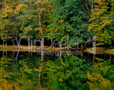 Autumn Forest