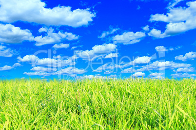 meadow with green grass and cloudy sky