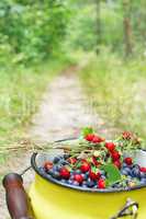 crop of bilberries and wild strawberries on the forest path
