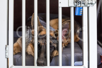 dog transport box