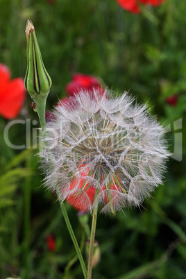 Wiesenbocksbart