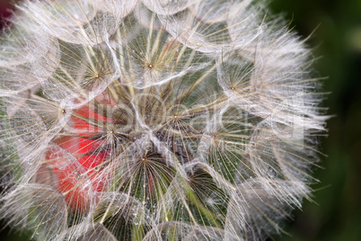 Wiesenbocksbart