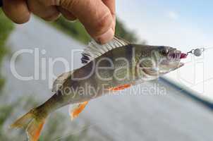 Perch on a jig