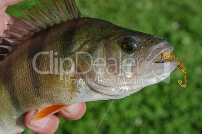 Perch on a jig