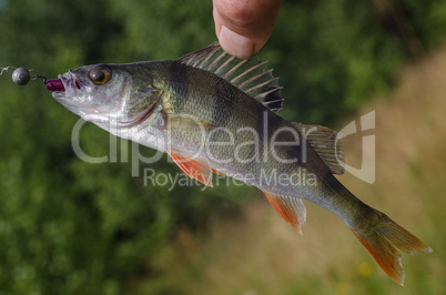 Perch on a jig