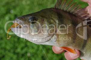 Perch on a jig