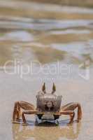 Live crab on the beach sand