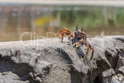 Live crab on the beach sand