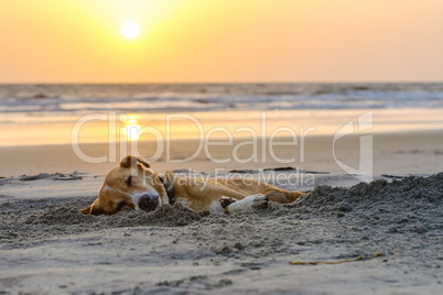 lazy dog relaxing and sleeping on sand beach