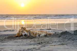 lazy dog relaxing and sleeping on sand beach