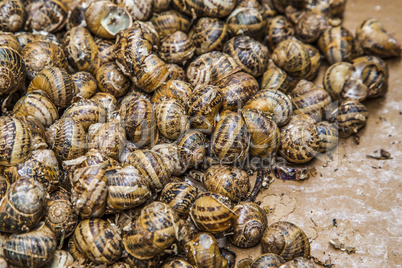 Snails at the market ready for sale