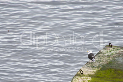 Great black-backed gull, Larus marinus