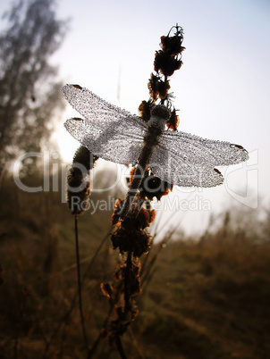 Drops of morning dew on a dragonfly closeup