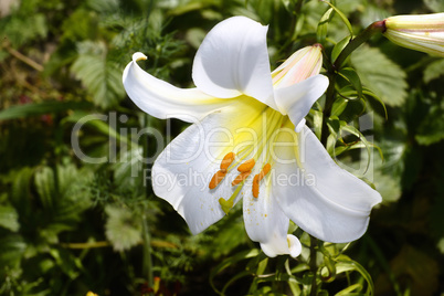 Decorative white lily in the garden closeup