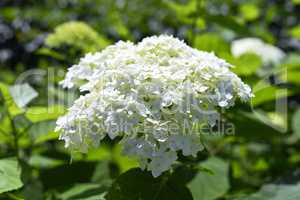 Ornamental flowering hydrangea closeup in the garden