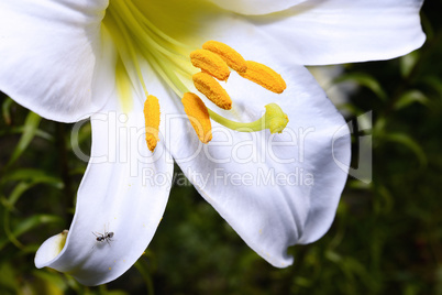 Decorative white lily in the garden closeup