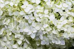 Inflorescence of white hydrangeas close-up, natural background