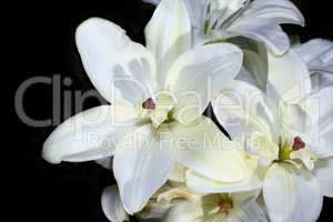 Decorative white lily on black background closeup