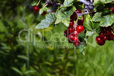 Bunches of red currant on a branch close up in the garden