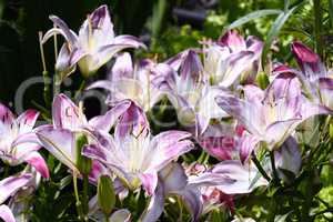 Decorative white and pink lily in the garden closeup