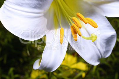 Decorative white lily in the garden closeup