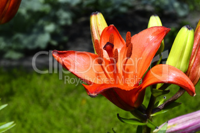 Flowering ornamental yellow lily in the garden closeup