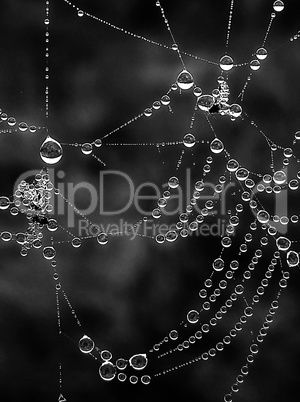 Shiny web with drops of morning dew closeup black and white