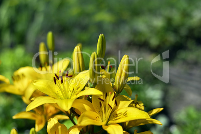 Flowering ornamental yellow lily in the garden closeup