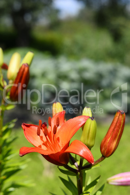 Flowering ornamental yellow lily in the garden closeup