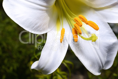 Decorative white lily in the garden closeup