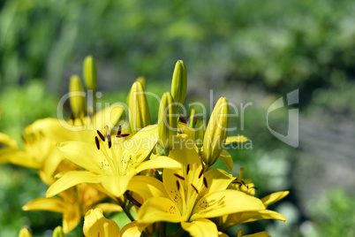 Flowering ornamental yellow lily in the garden closeup