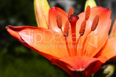 Flowering ornamental yellow lily in the garden closeup