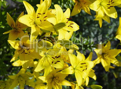 Flowering ornamental yellow lily in the garden closeup