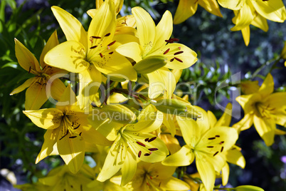 Flowering ornamental yellow lily in the garden closeup