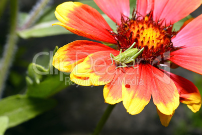 Red Helenium flower close-up with a grasshopper sitting on it