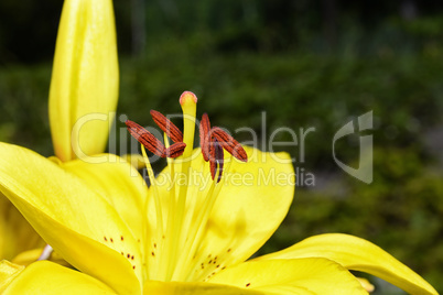 Flowering ornamental yellow lily in the garden closeup