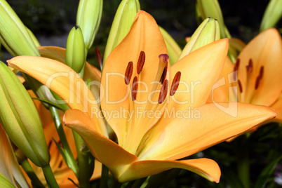 Flowering ornamental yellow lily in the garden closeup