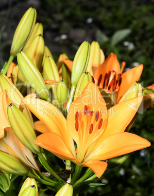 Flowering ornamental yellow lily in the garden closeup