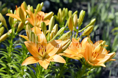 Flowering ornamental yellow lily in the garden closeup