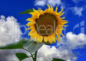 Beautiful landscape with sunflowers on the background of bright blue sky