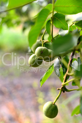 Fruits of walnut on the tree in the garden